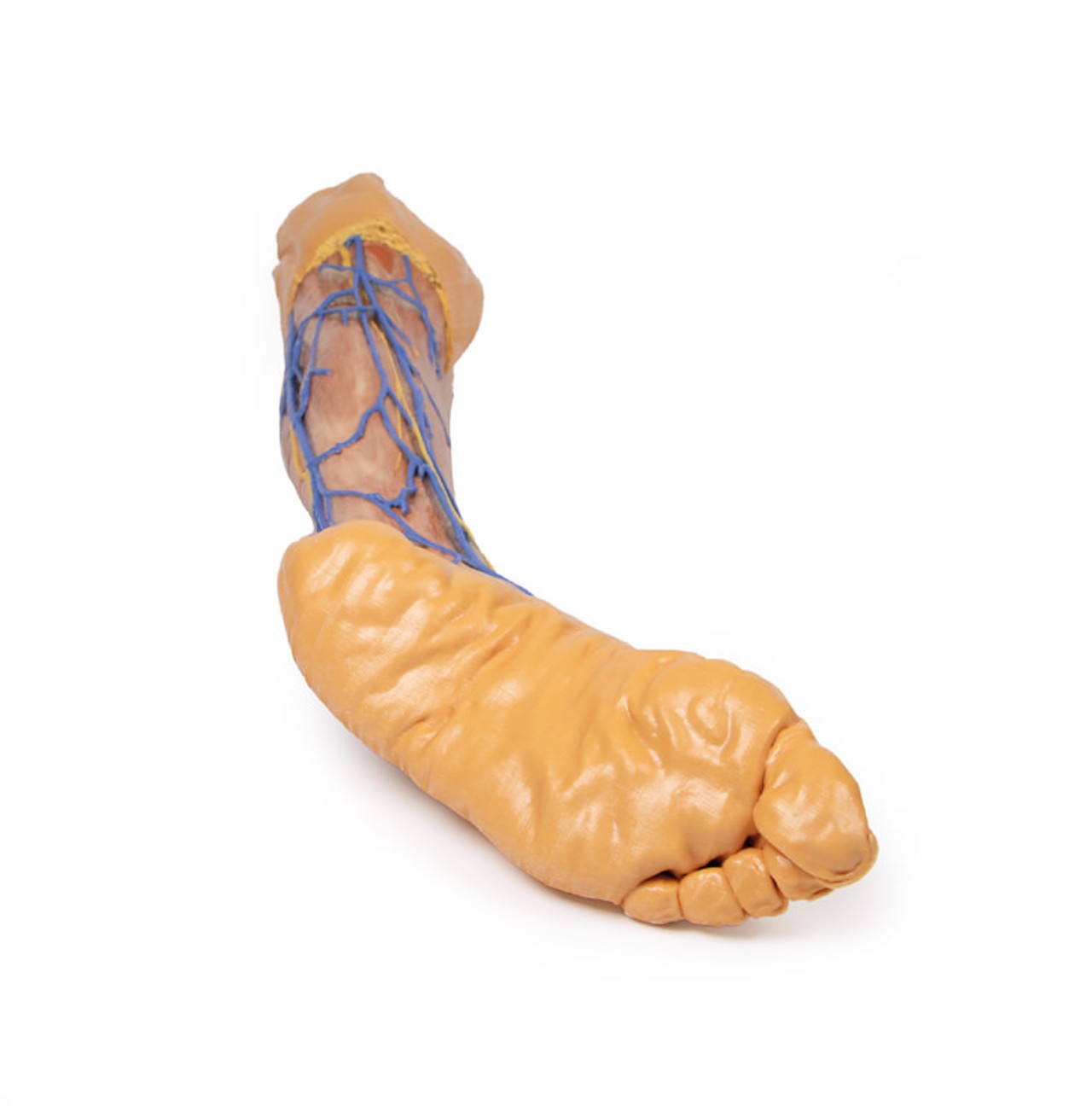 3D Printed Lower Limb Superficial Veins
