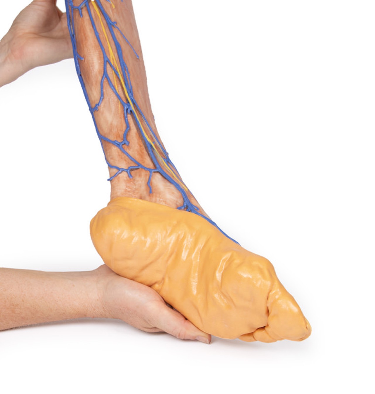 3D Printed Lower Limb Superficial Veins