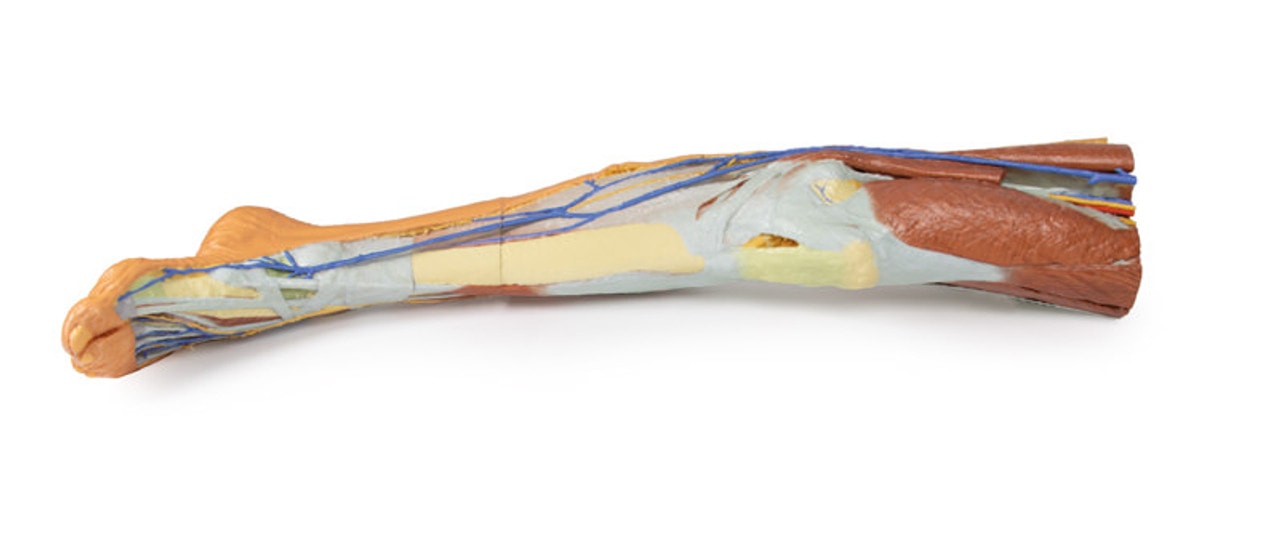 3D Printed Lower Limb - Superficial Dissection