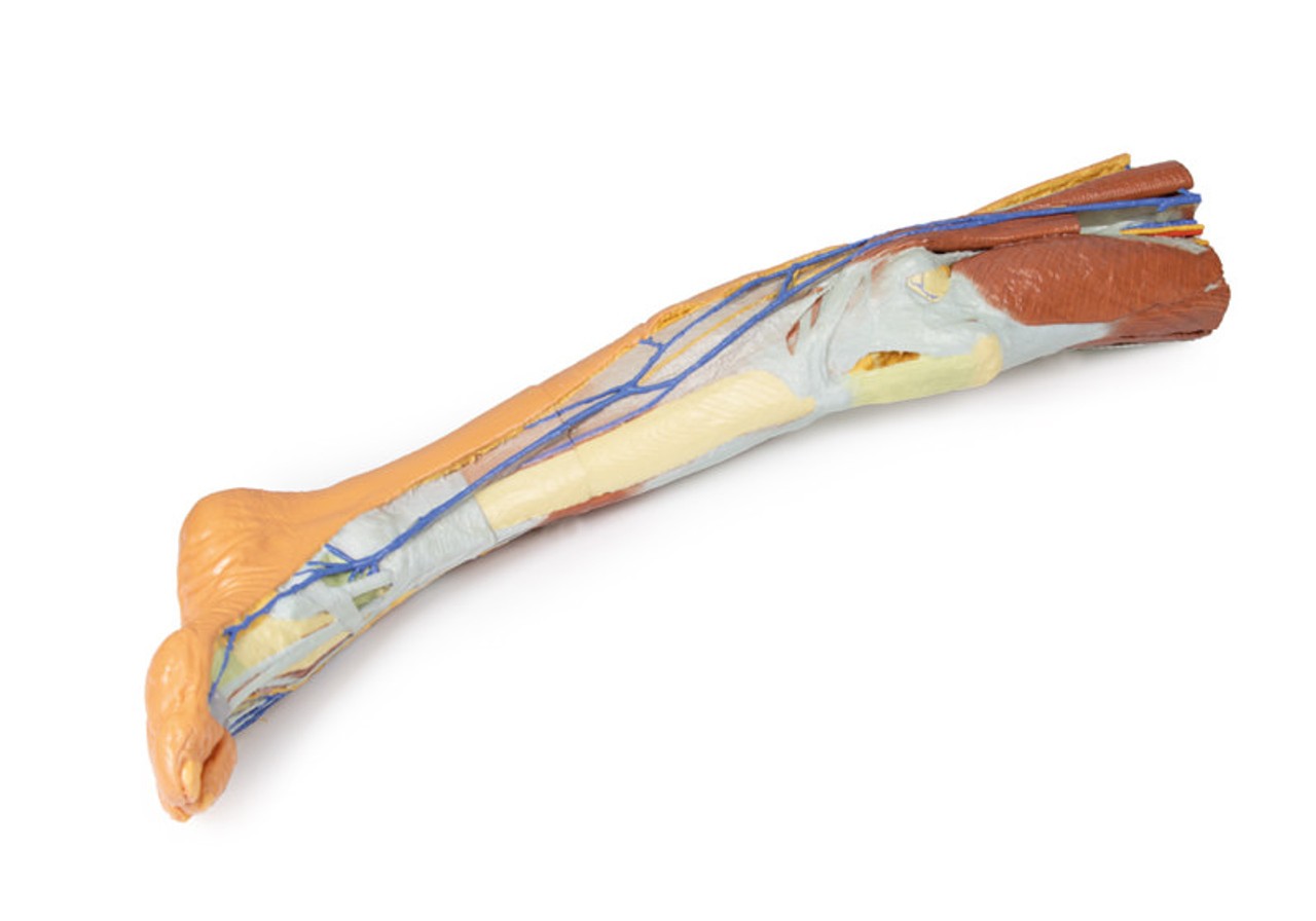 3D Printed Lower Limb - Superficial Dissection