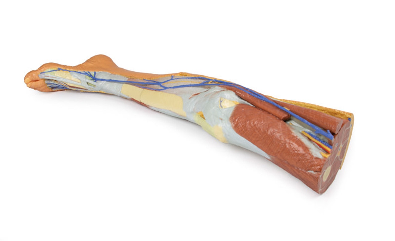 3D Printed Lower Limb - Superficial Dissection