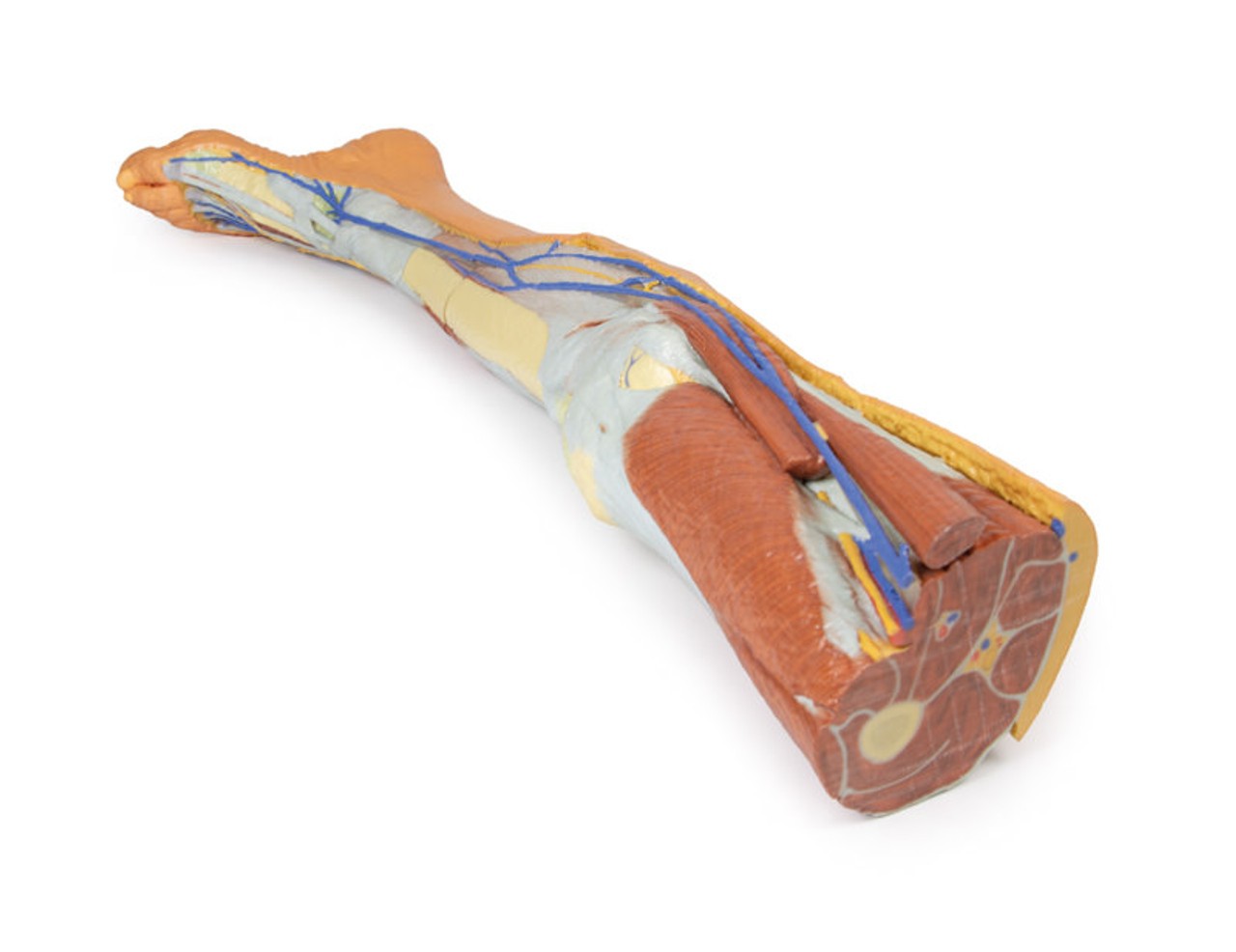 3D Printed Lower Limb - Superficial Dissection