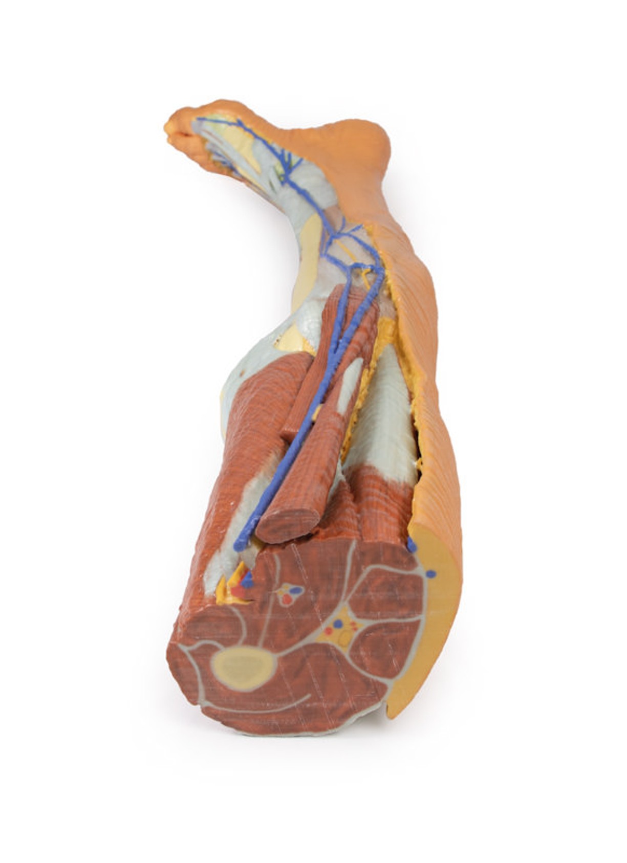 3D Printed Lower Limb - Superficial Dissection