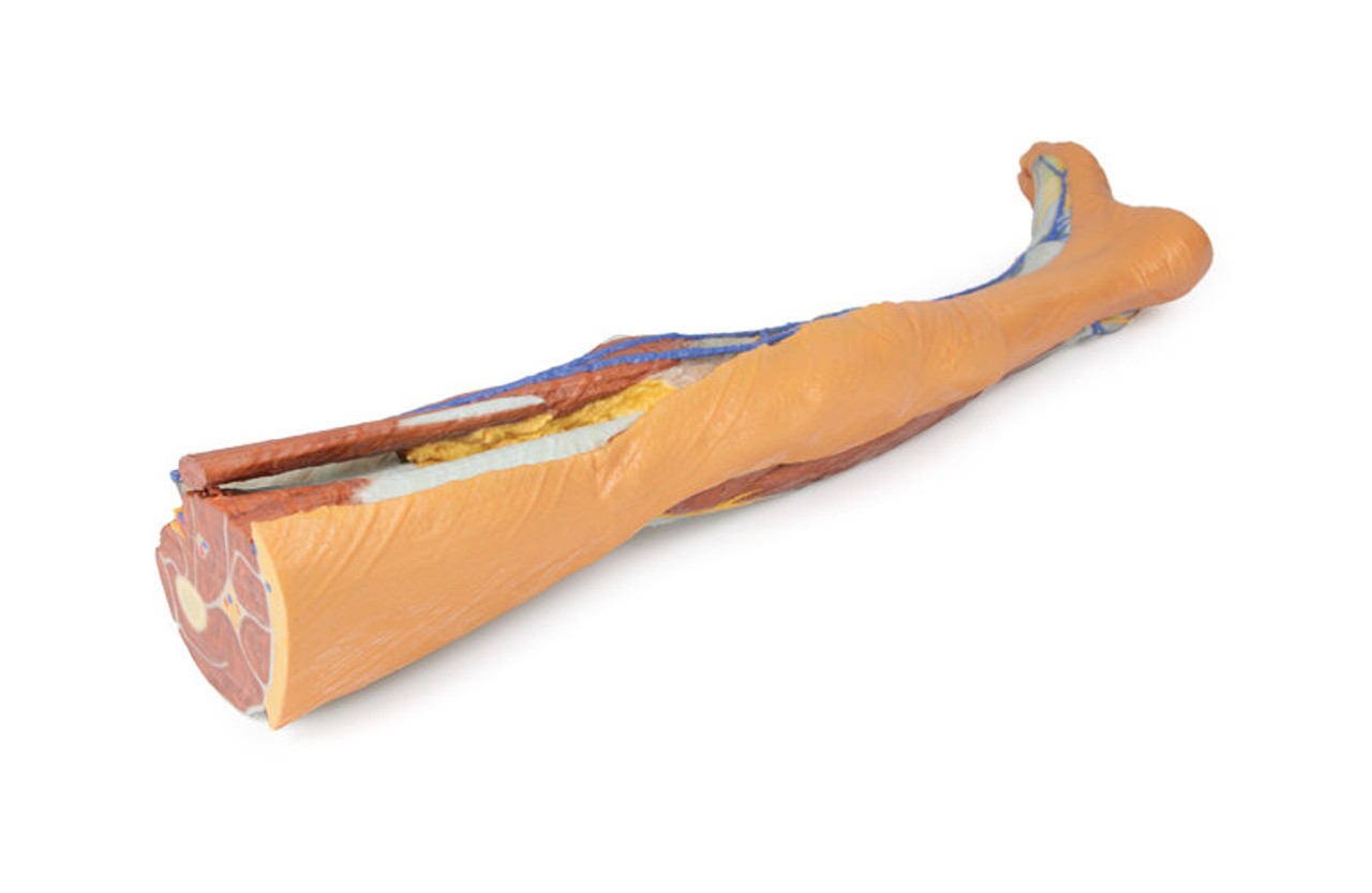 3D Printed Lower Limb - Superficial Dissection
