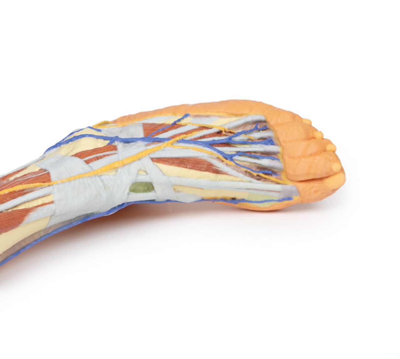 3D Printed Lower Limb - Superficial Dissection