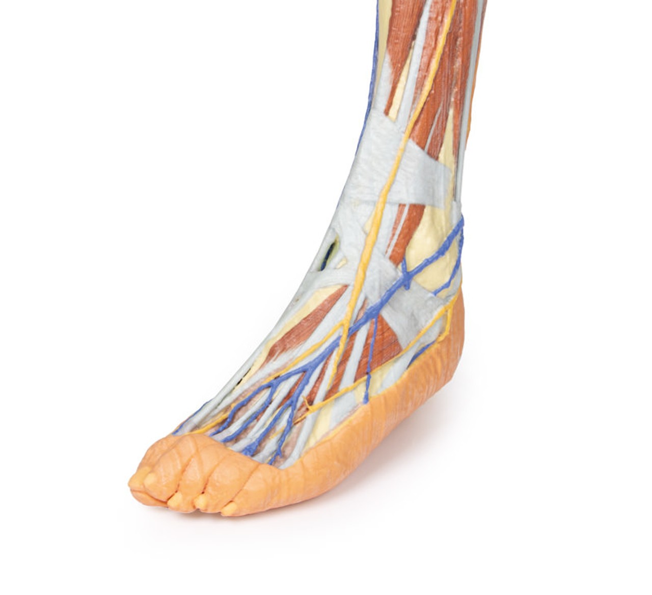 3D Printed Lower Limb - Superficial Dissection