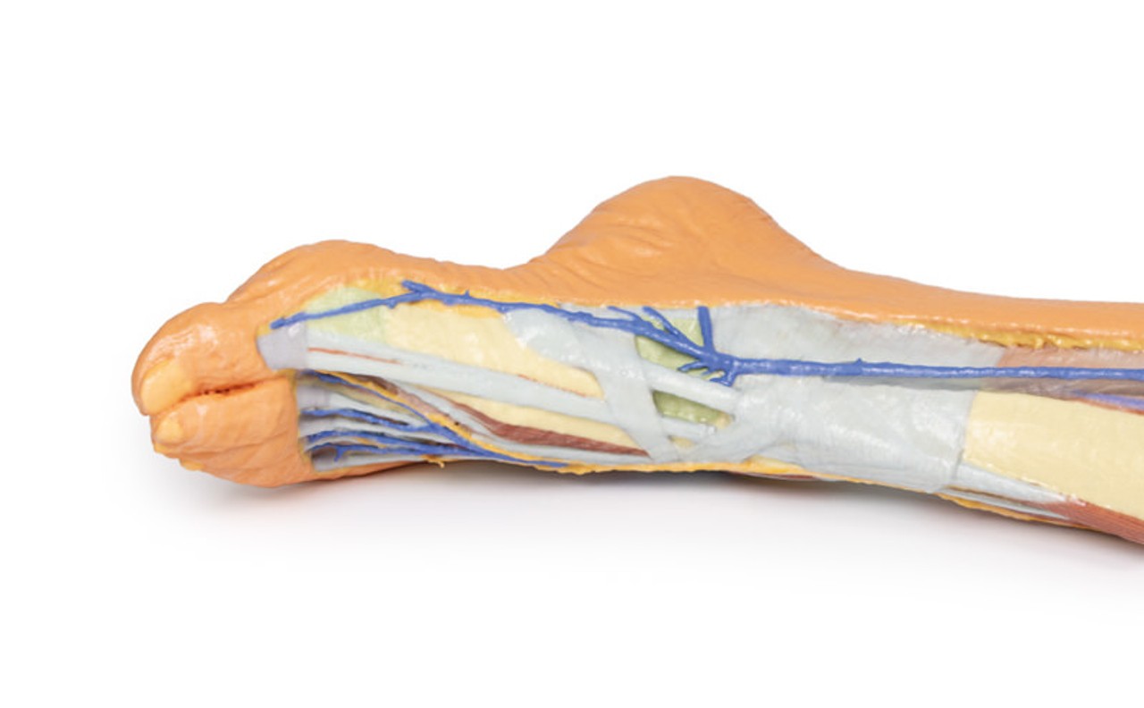 3D Printed Lower Limb - Superficial Dissection