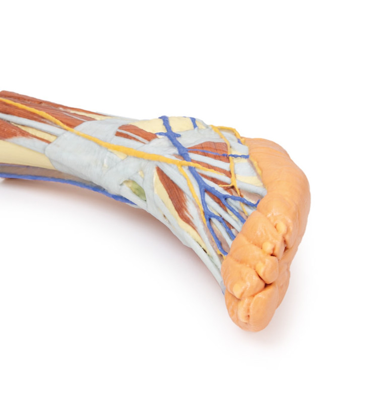 3D Printed Lower Limb - Superficial Dissection