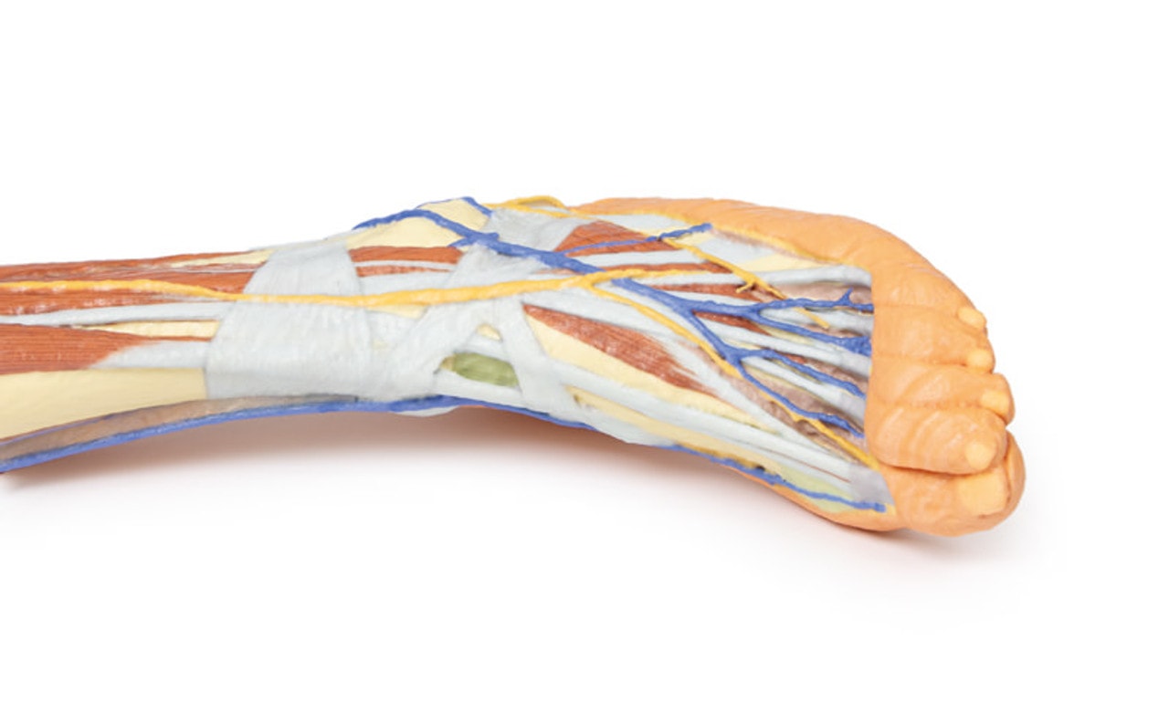 3D Printed Lower Limb - Superficial Dissection