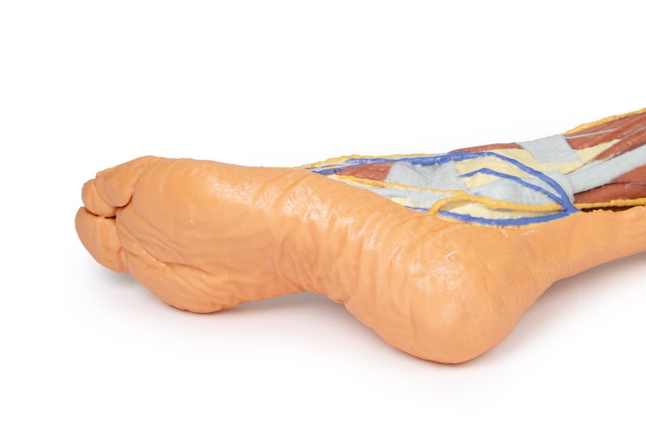 3D Printed Lower Limb - Superficial Dissection