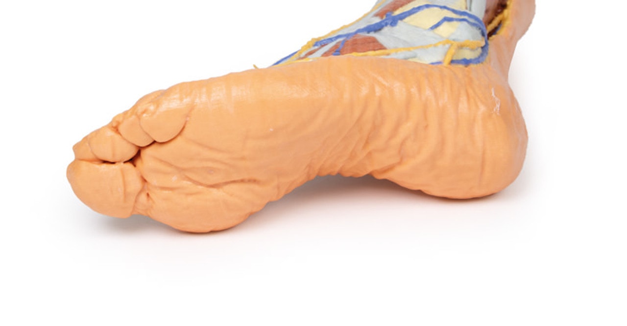 3D Printed Lower Limb - Superficial Dissection
