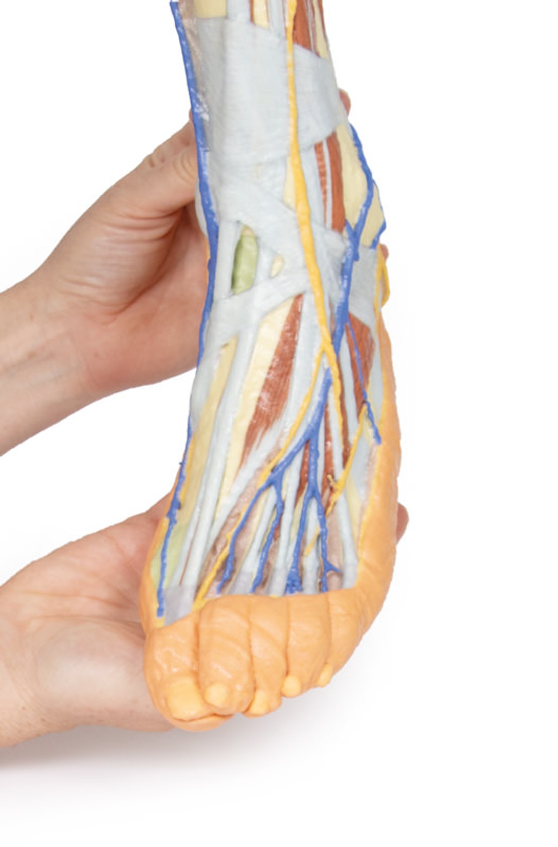 3D Printed Lower Limb - Superficial Dissection