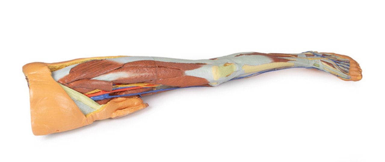 3D Printed Lower Limb - Superficial Dissection with Male Left Pelvis