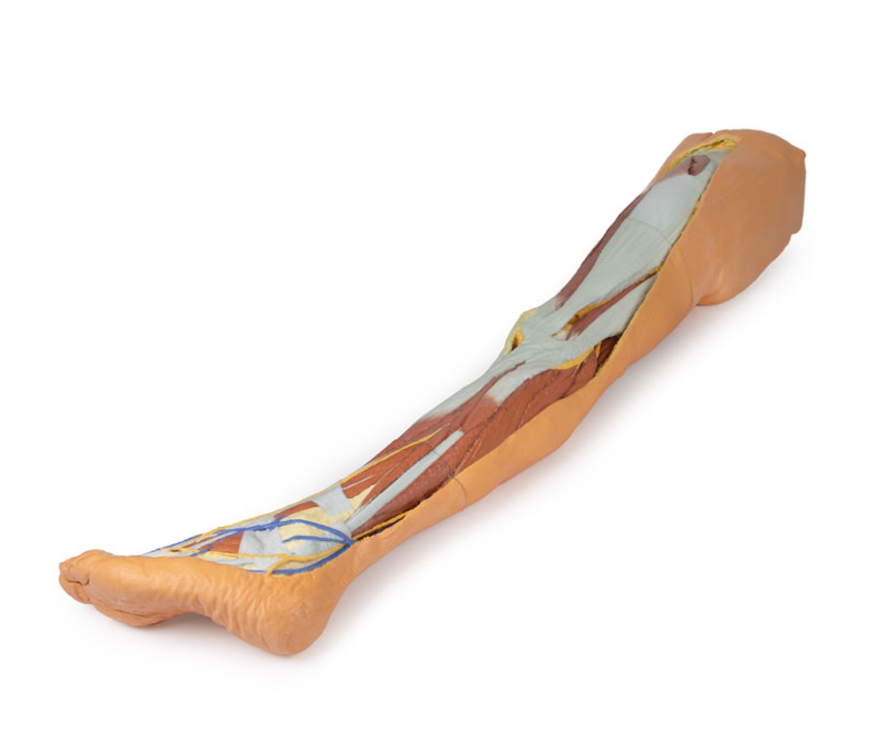 3D Printed Lower Limb - Superficial Dissection with Male Left Pelvis