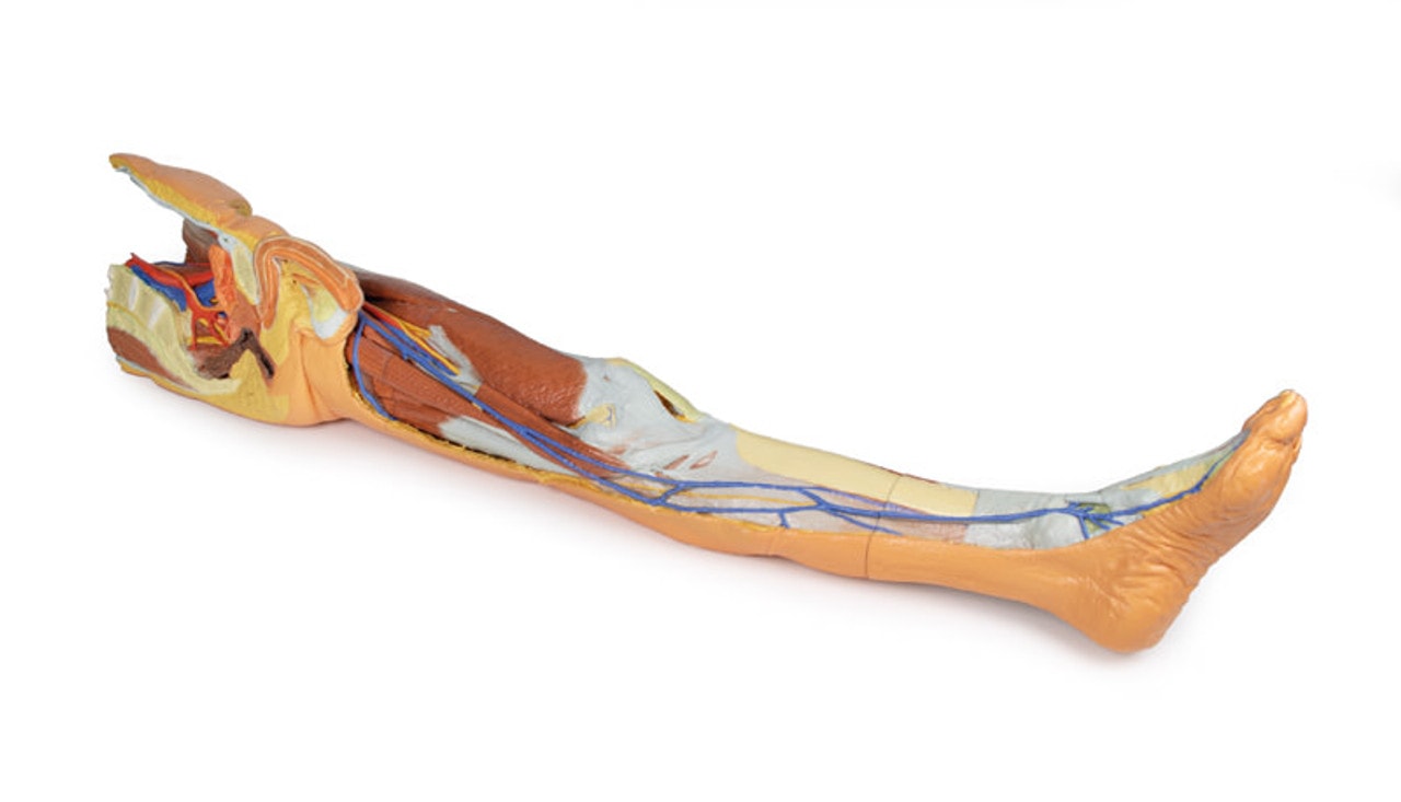 3D Printed Lower Limb - Superficial Dissection with Male Left Pelvis