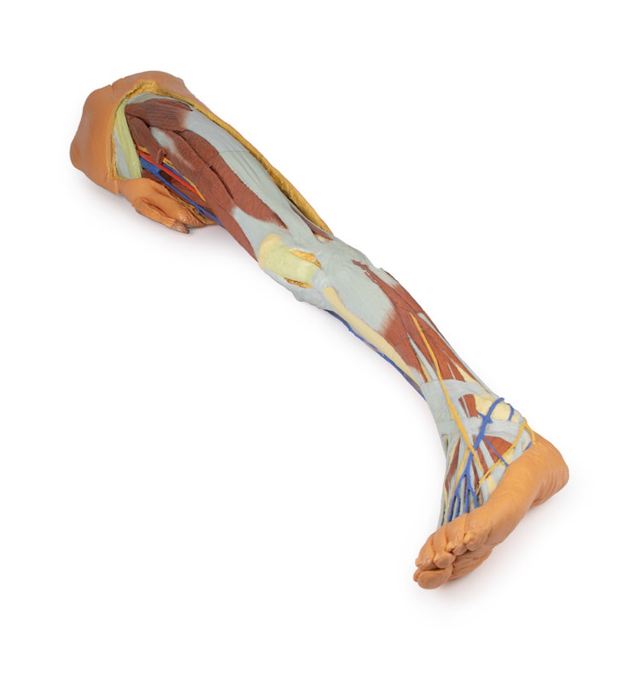 3D Printed Lower Limb - Superficial Dissection with Male Left Pelvis