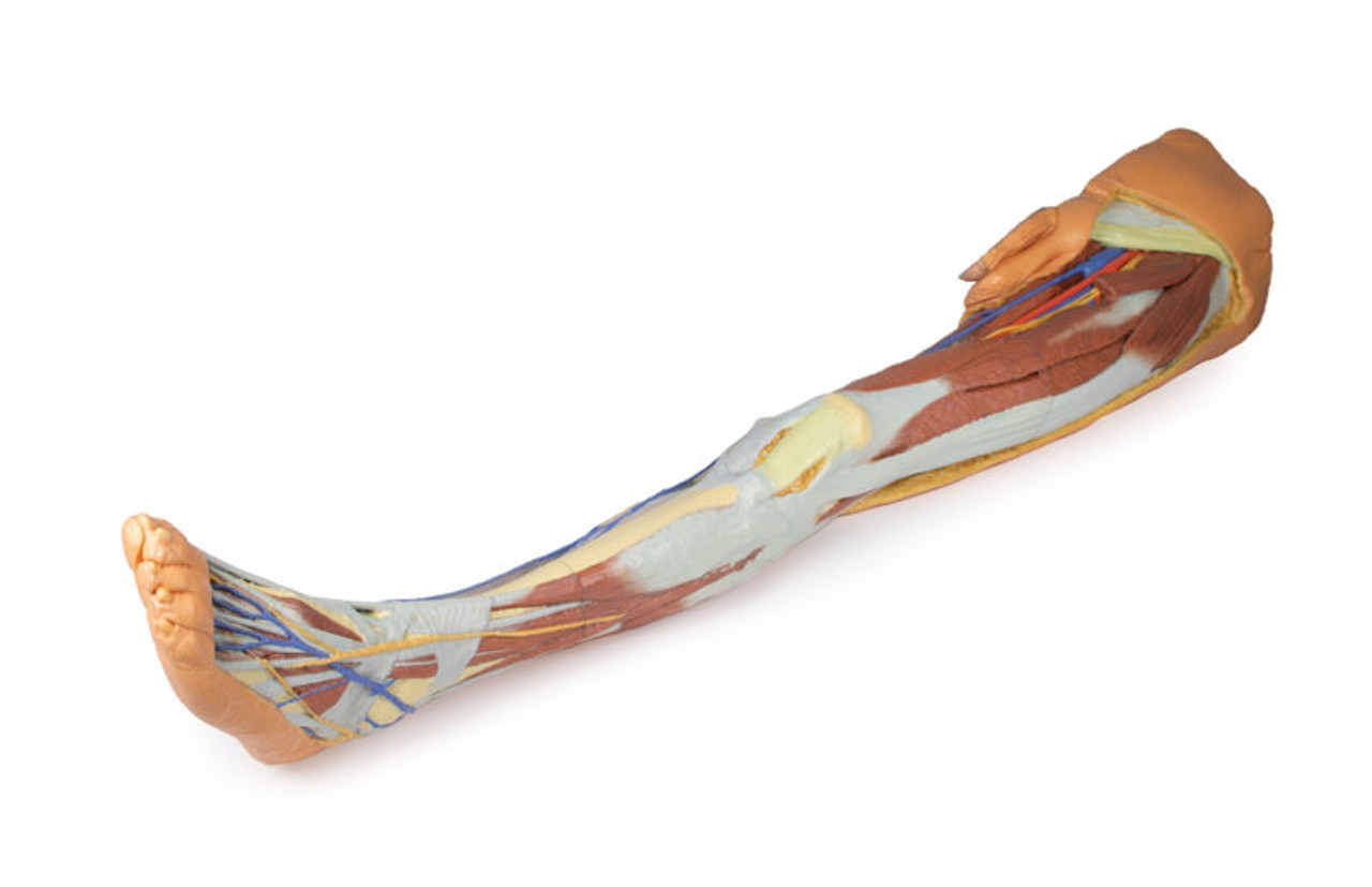 3D Printed Lower Limb - Superficial Dissection with Male Left Pelvis
