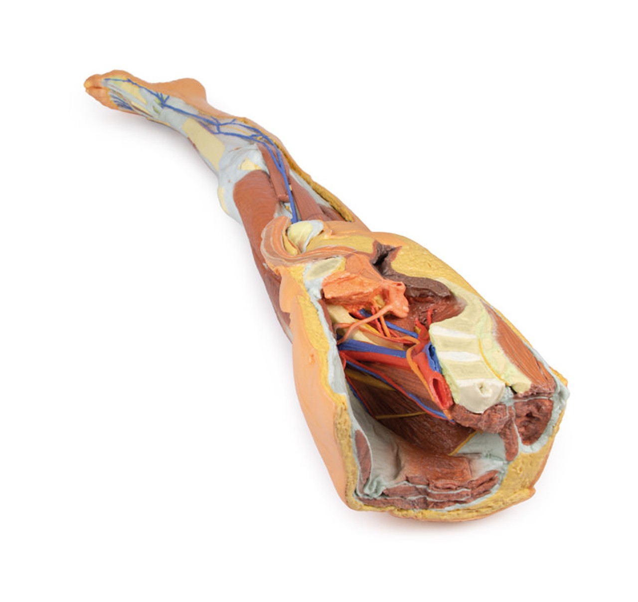 3D Printed Lower Limb - Superficial Dissection with Male Left Pelvis