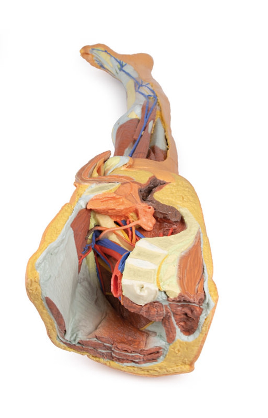 3D Printed Lower Limb - Superficial Dissection with Male Left Pelvis