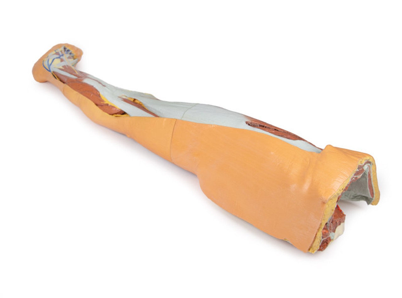 3D Printed Lower Limb - Superficial Dissection with Male Left Pelvis