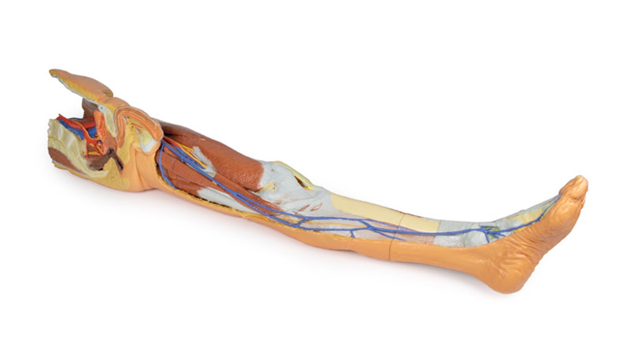 3D Printed Lower Limb - Superficial Dissection with Male Left Pelvis