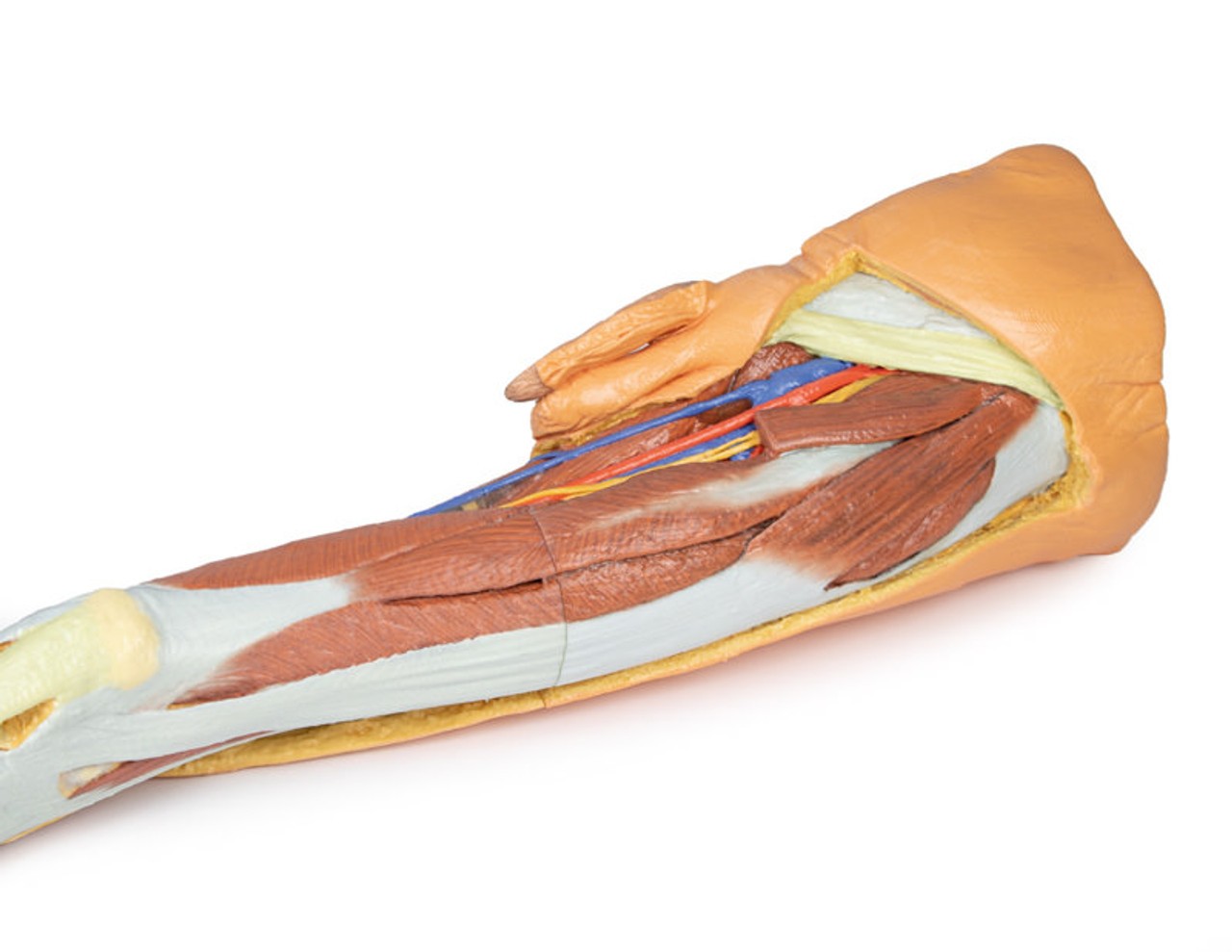 3D Printed Lower Limb - Superficial Dissection with Male Left Pelvis