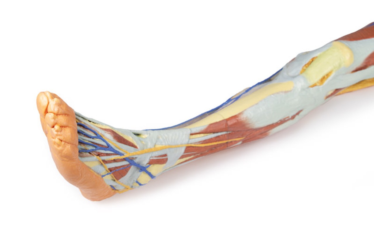 3D Printed Lower Limb - Superficial Dissection with Male Left Pelvis