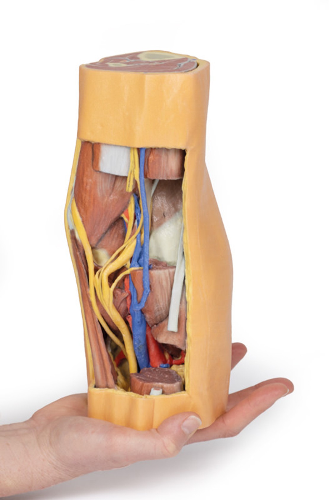 3D Printed Popliteal Fossa Distal Thigh and Proximal Leg