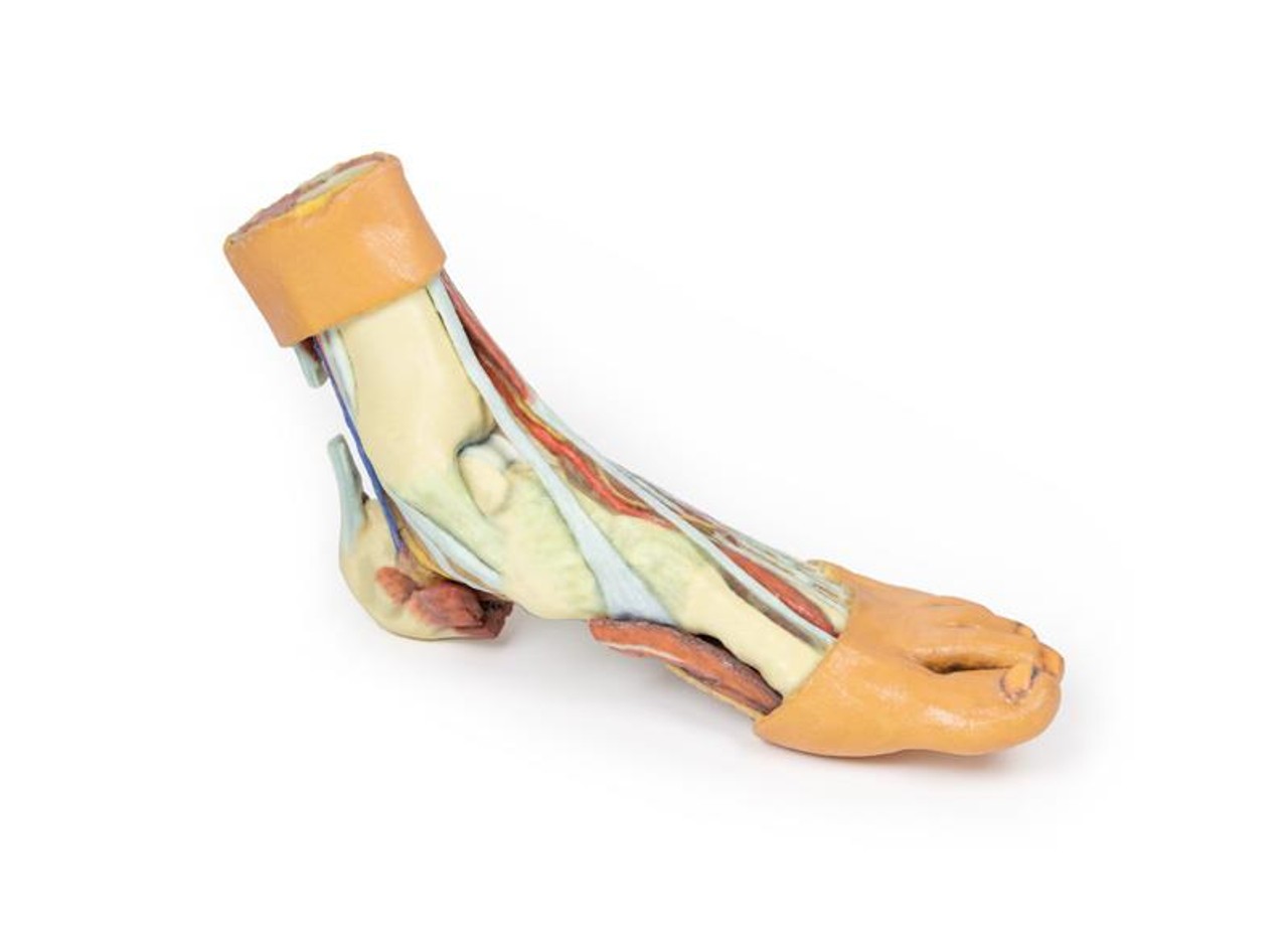 3D printed foot. Full view. Exposed muscles, tendons, ligaments, and bones. Side angle.