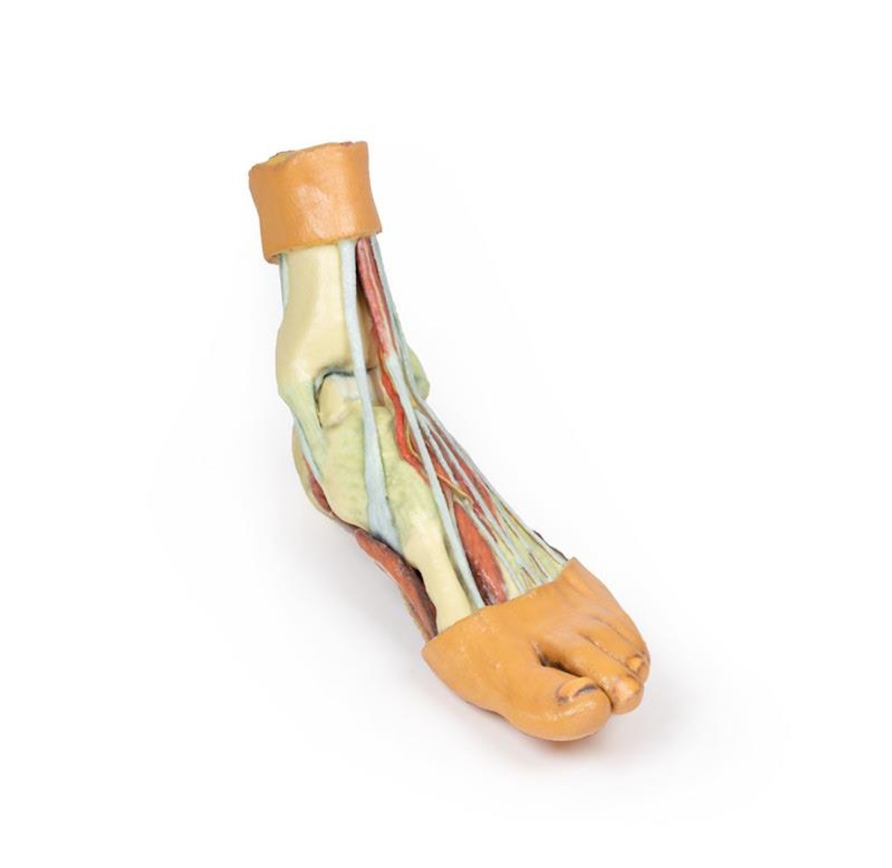 3D printed foot. Full view. Exposed muscles, tendons, ligaments, and bones. Top angle.