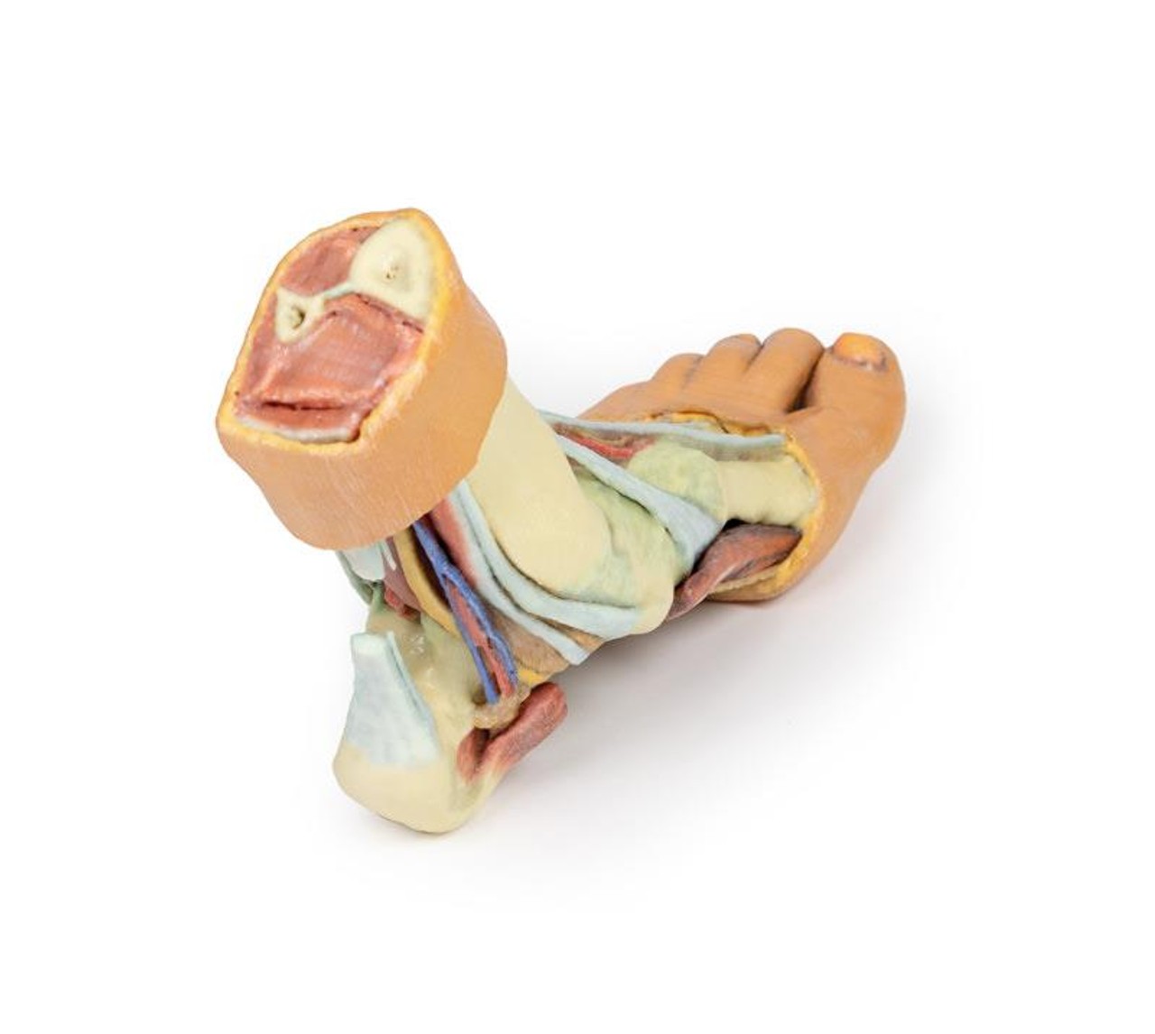 3D printed foot. Full view. Exposed muscles, tendons, ligaments, and bones. Top angle.