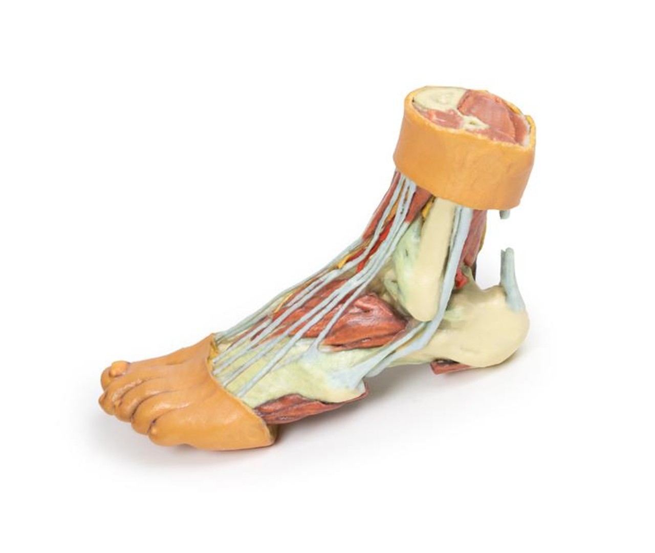 3D printed foot. Full view. Exposed muscles, tendons, ligaments, and bones. Side angle.
