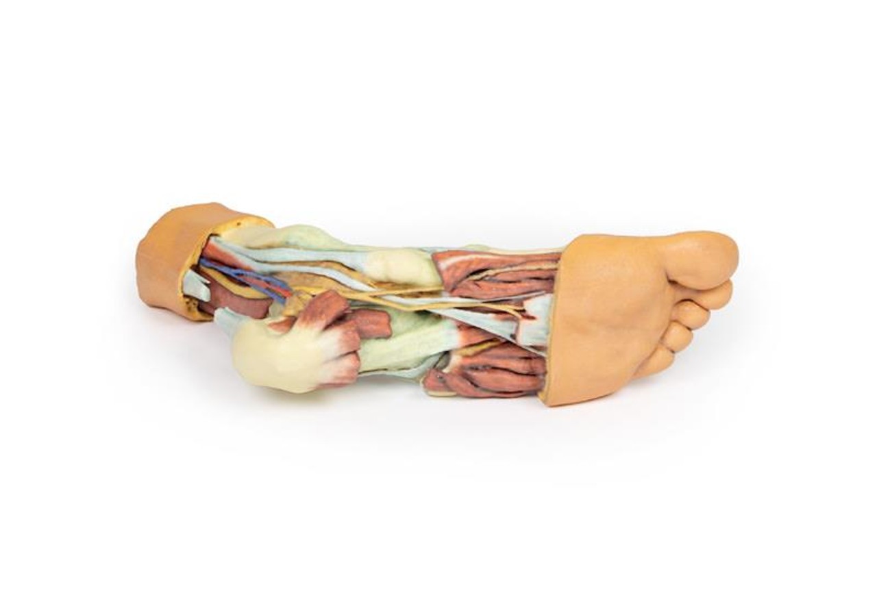 3D printed foot. Full view. Exposed muscles, tendons, ligaments, and bones. Bottom angle.