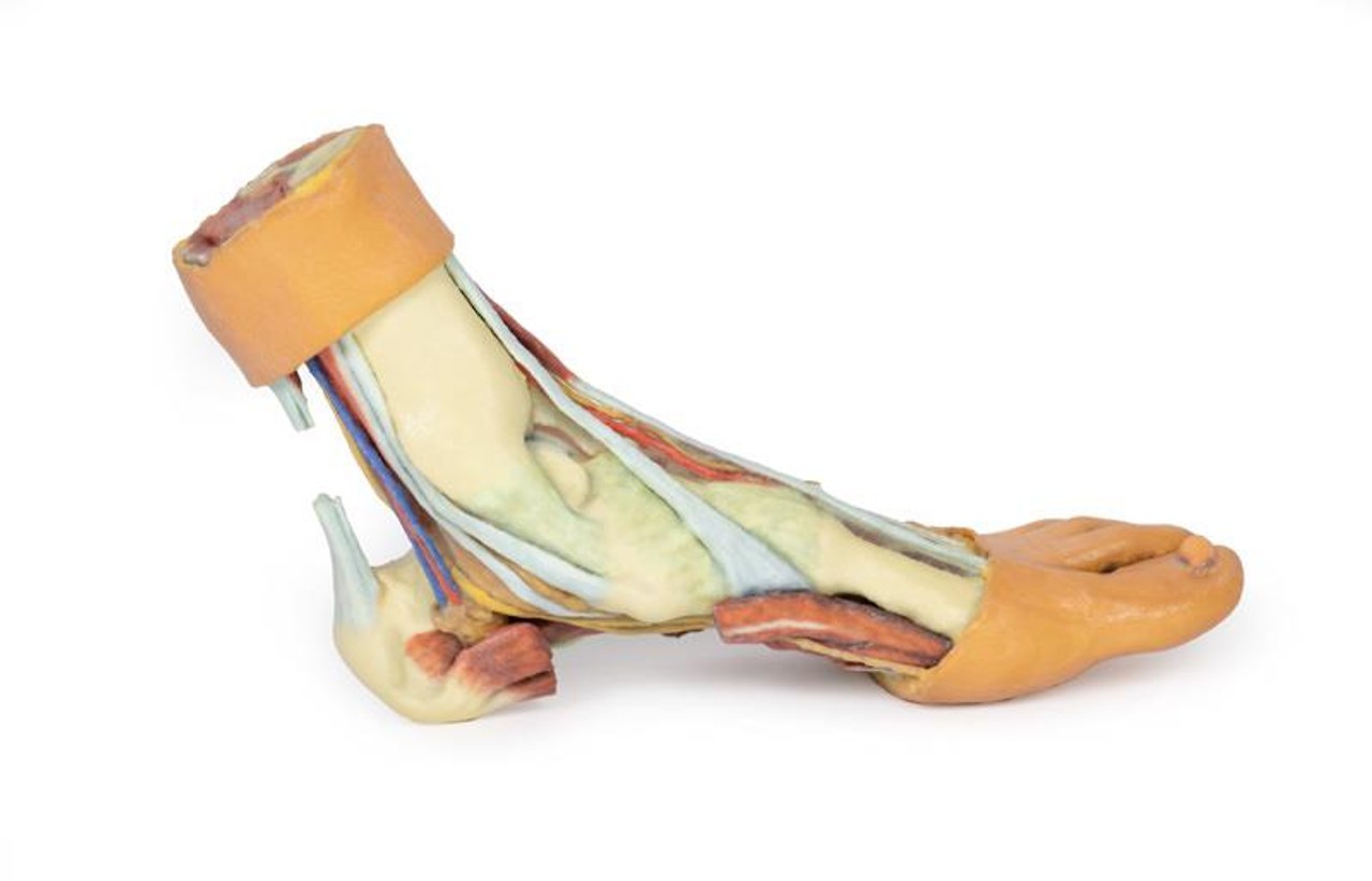 3D printed foot. Full view. Exposed muscles, tendons, ligaments, and bones. Side angle.