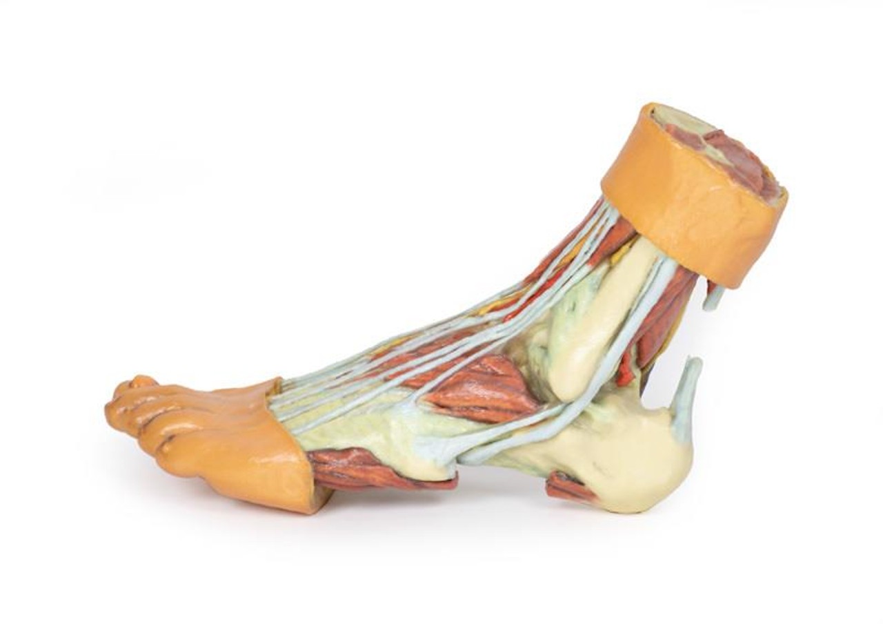 3D printed foot. Full view. Exposed muscles, tendons, ligaments, and bones. Side angle.