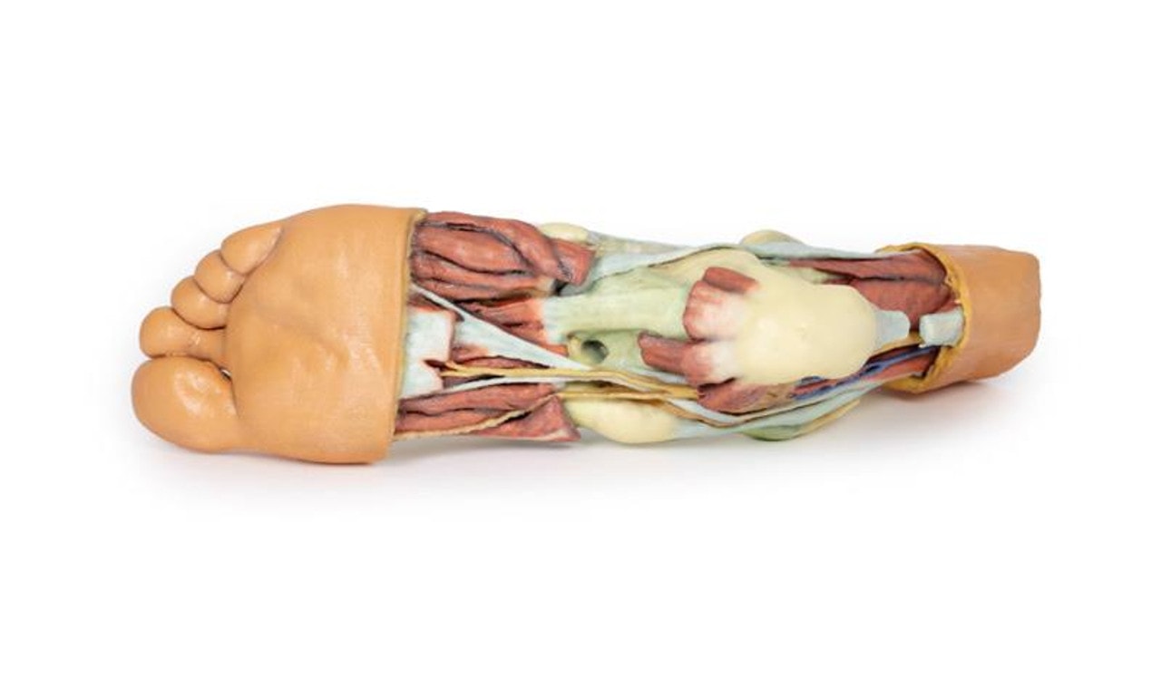 3D printed foot. Full view. Exposed muscles, tendons, ligaments, and bones. Bottom angle.