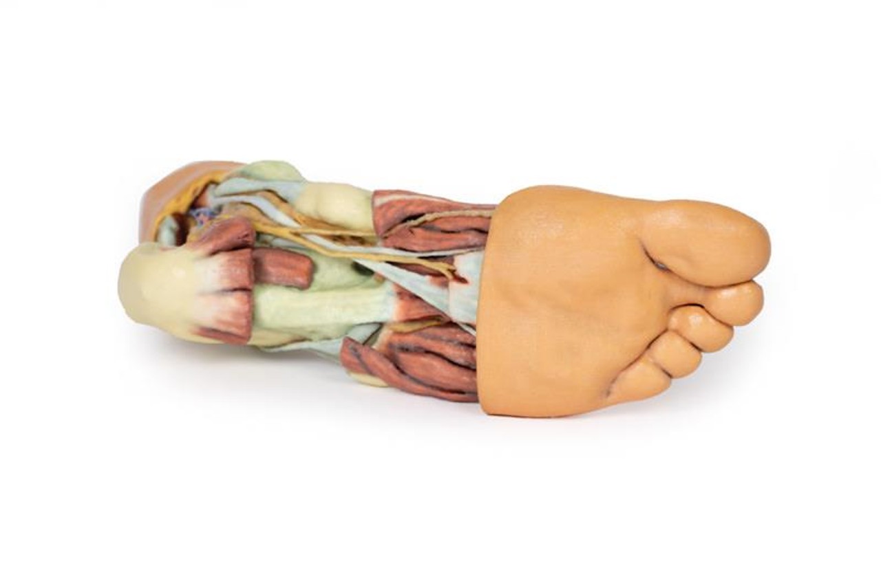 3D printed foot. Full view. Exposed muscles, tendons, ligaments, and bones. Bottom angle.