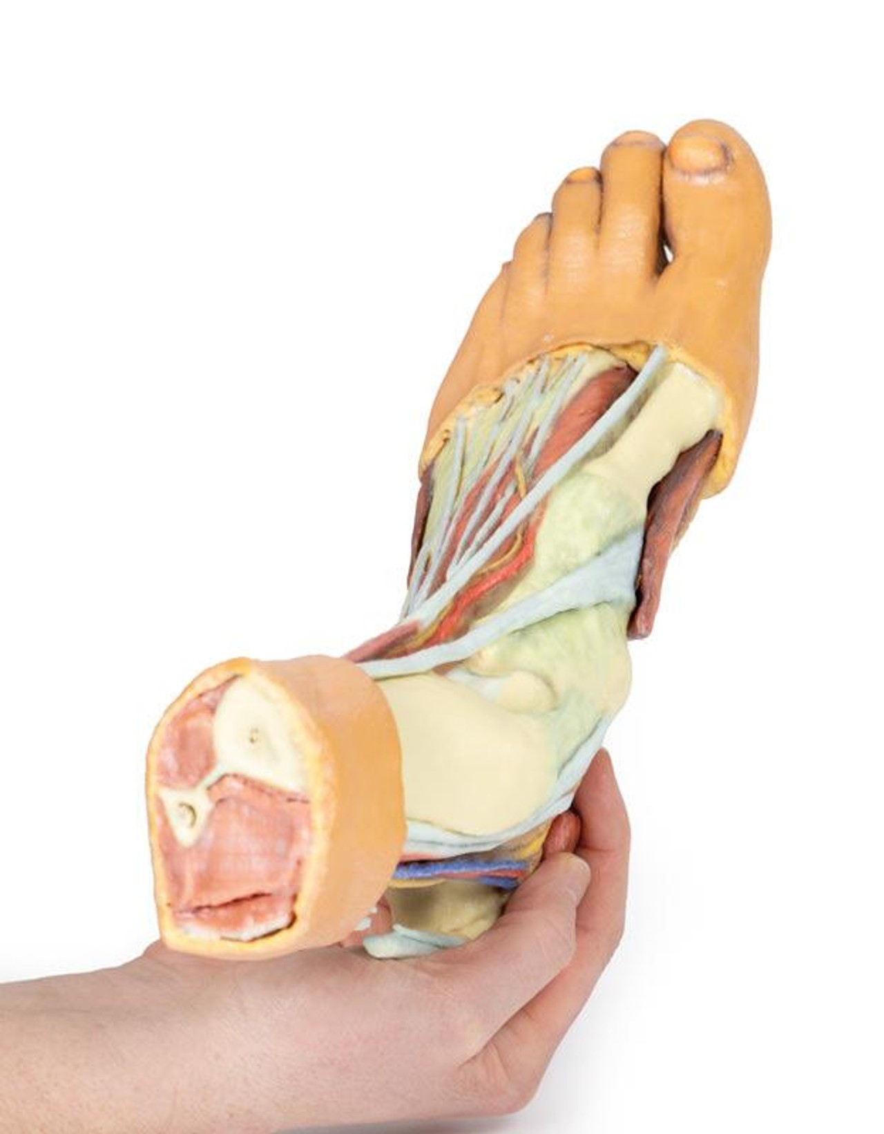 3D printed foot. Full view. Exposed muscles, tendons, ligaments, and bones. In hand.