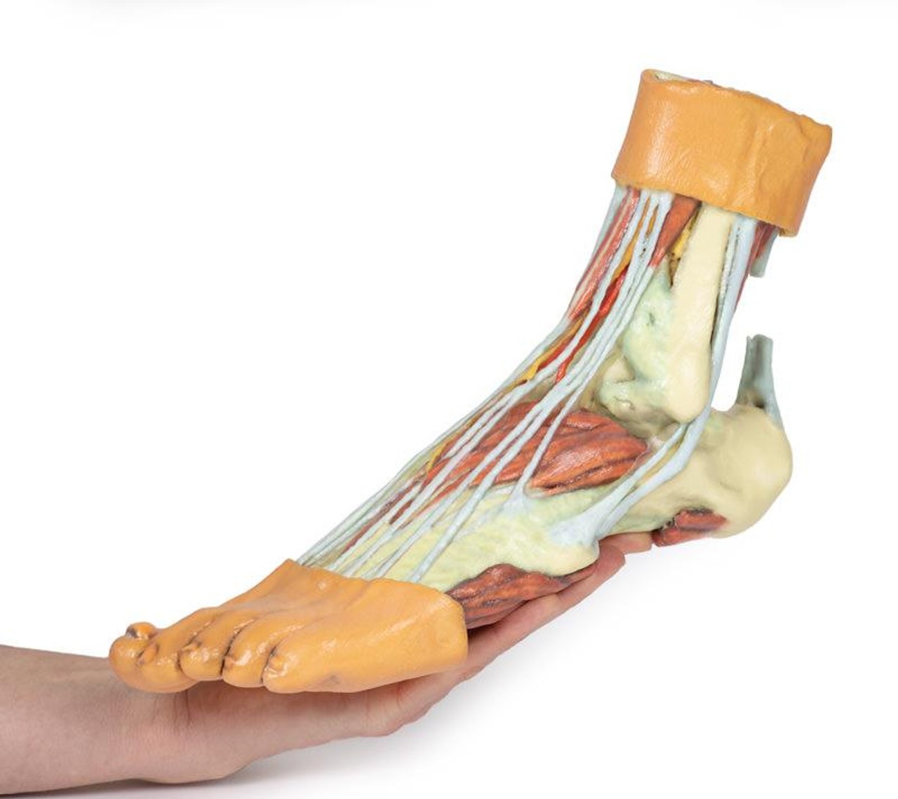 3D printed foot. Full view. Exposed muscles, tendons, ligaments, and bones. In hand.