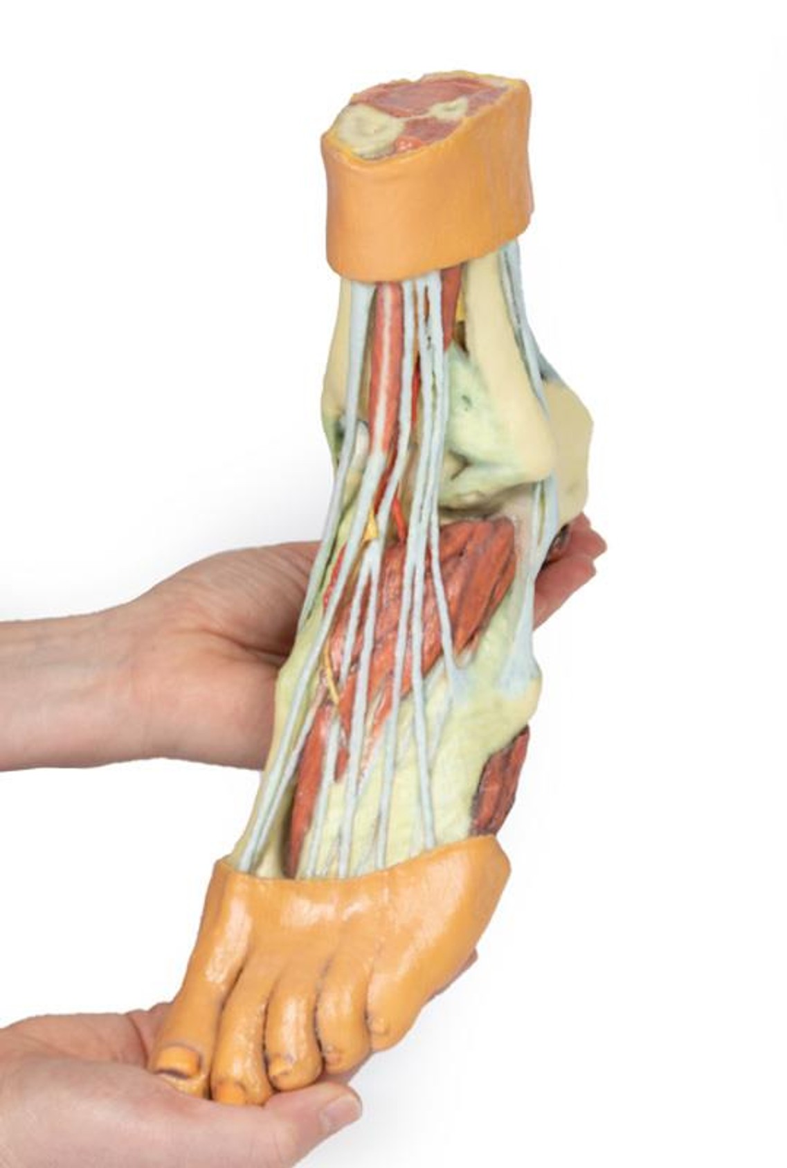 3D printed foot. Full view. Exposed muscles, tendons, ligaments, and bones. In hand.