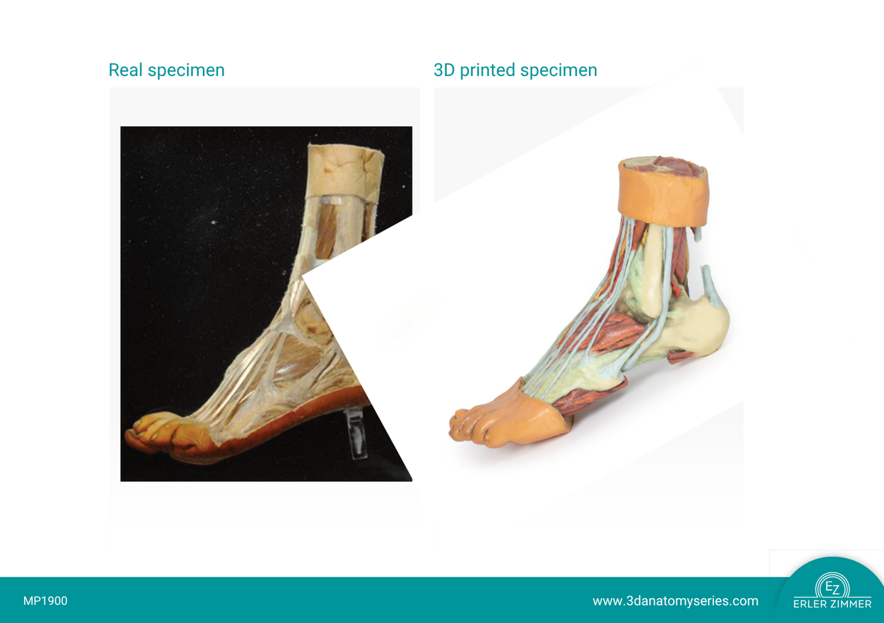 3D printed foot. Full view. Exposed muscles, tendons, ligaments, and bones.