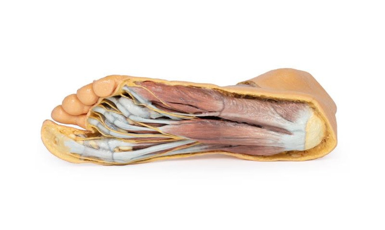 3D printed foot. Exposed muslces and nerves. Bottom angle.