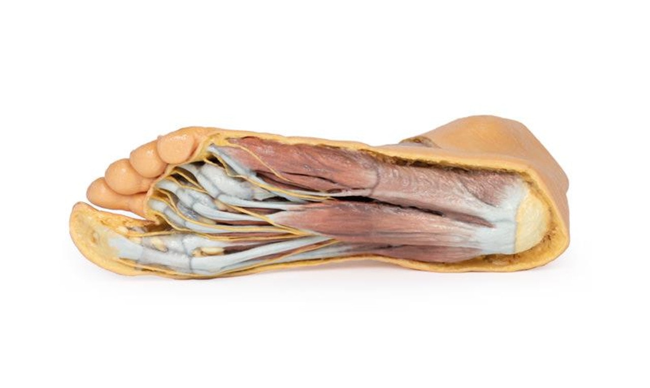 3D printed foot. Exposed muslces and nerves. Bottom angle.