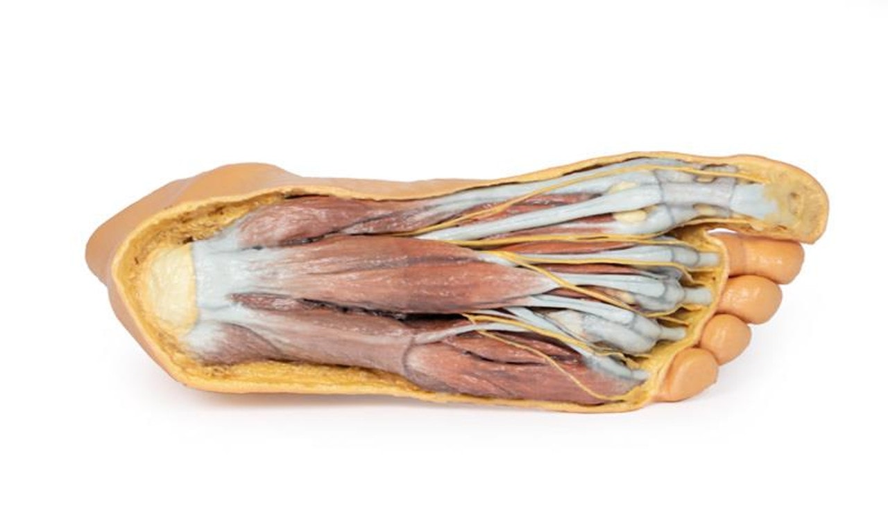 3D printed foot. Exposed muslces and nerves. Bottom angle.