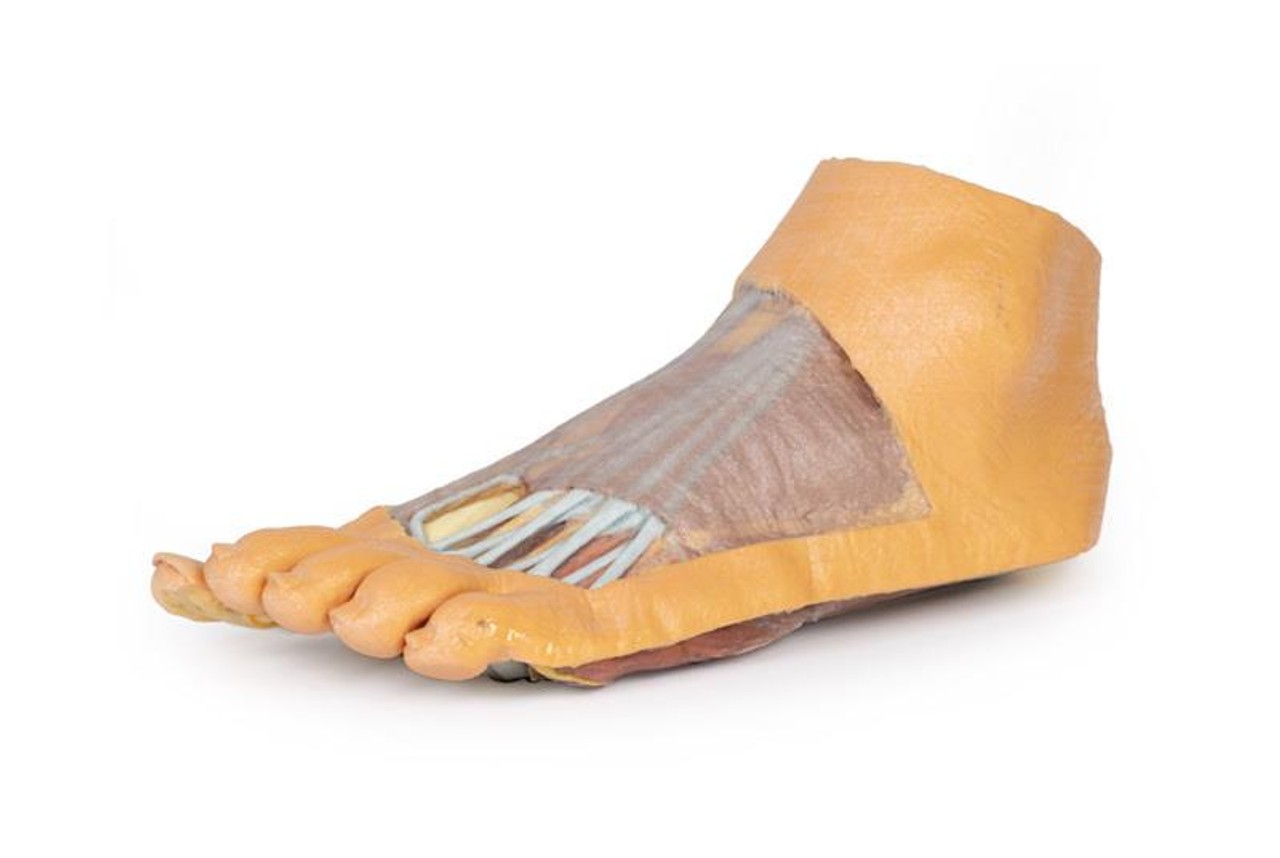 3D printed foot. Full view. Exposed muslces and nerves.