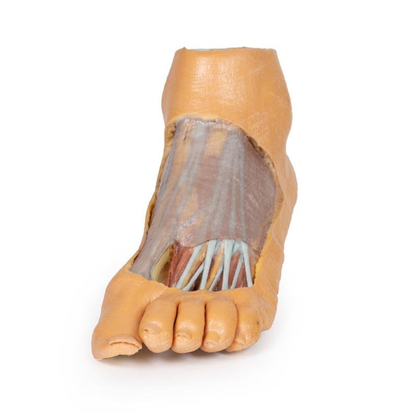 3D printed foot. Full view. Exposed muslces and nerves. Top angle.