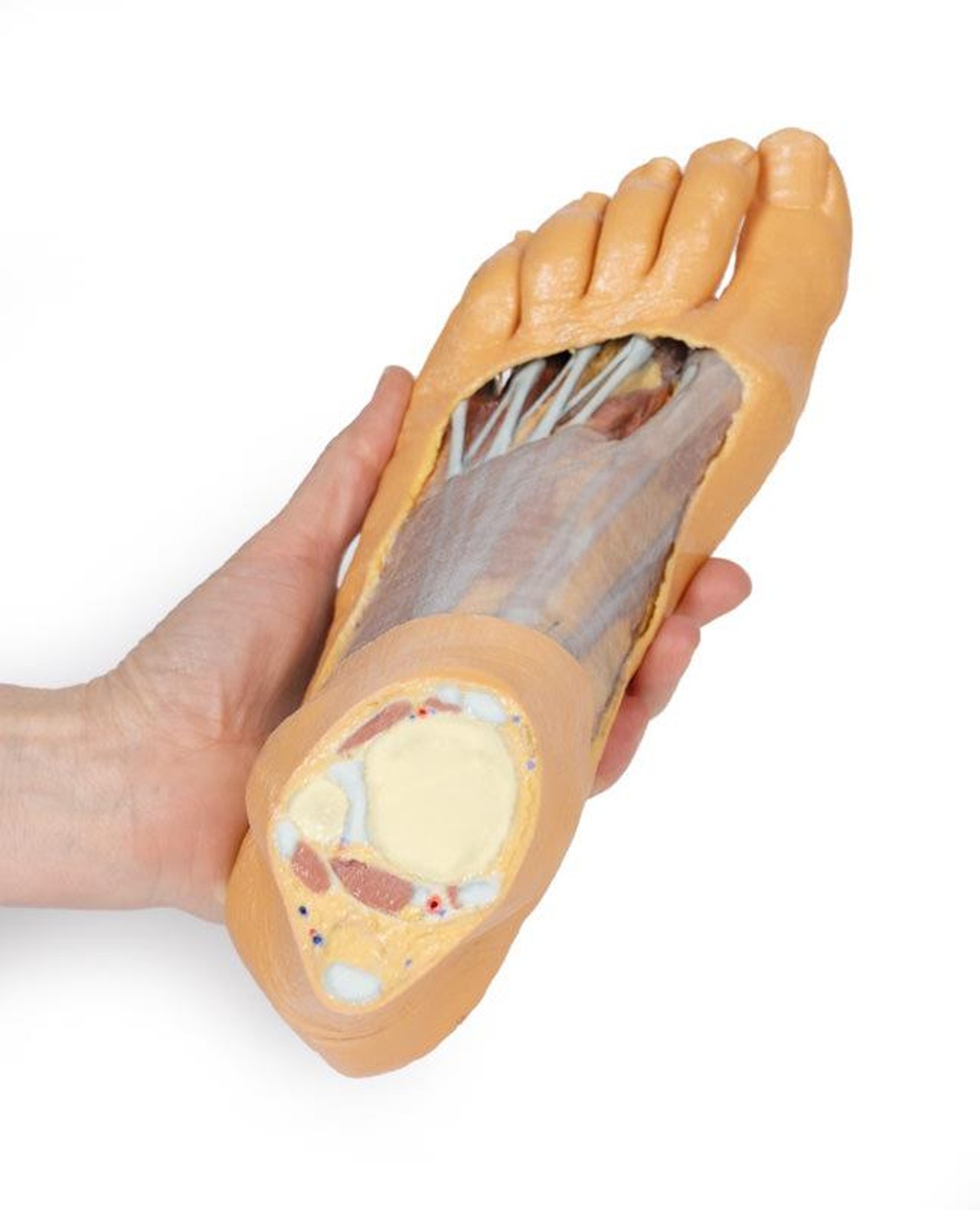 3D printed foot. Full view. Exposed muslces and nerves. In hand.