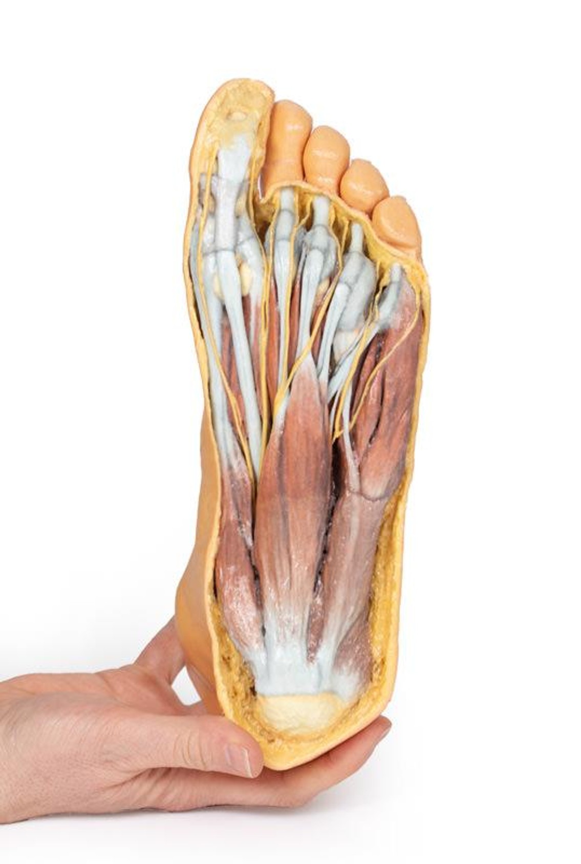 3D printed foot. Exposed muslces and nerves. In hand.