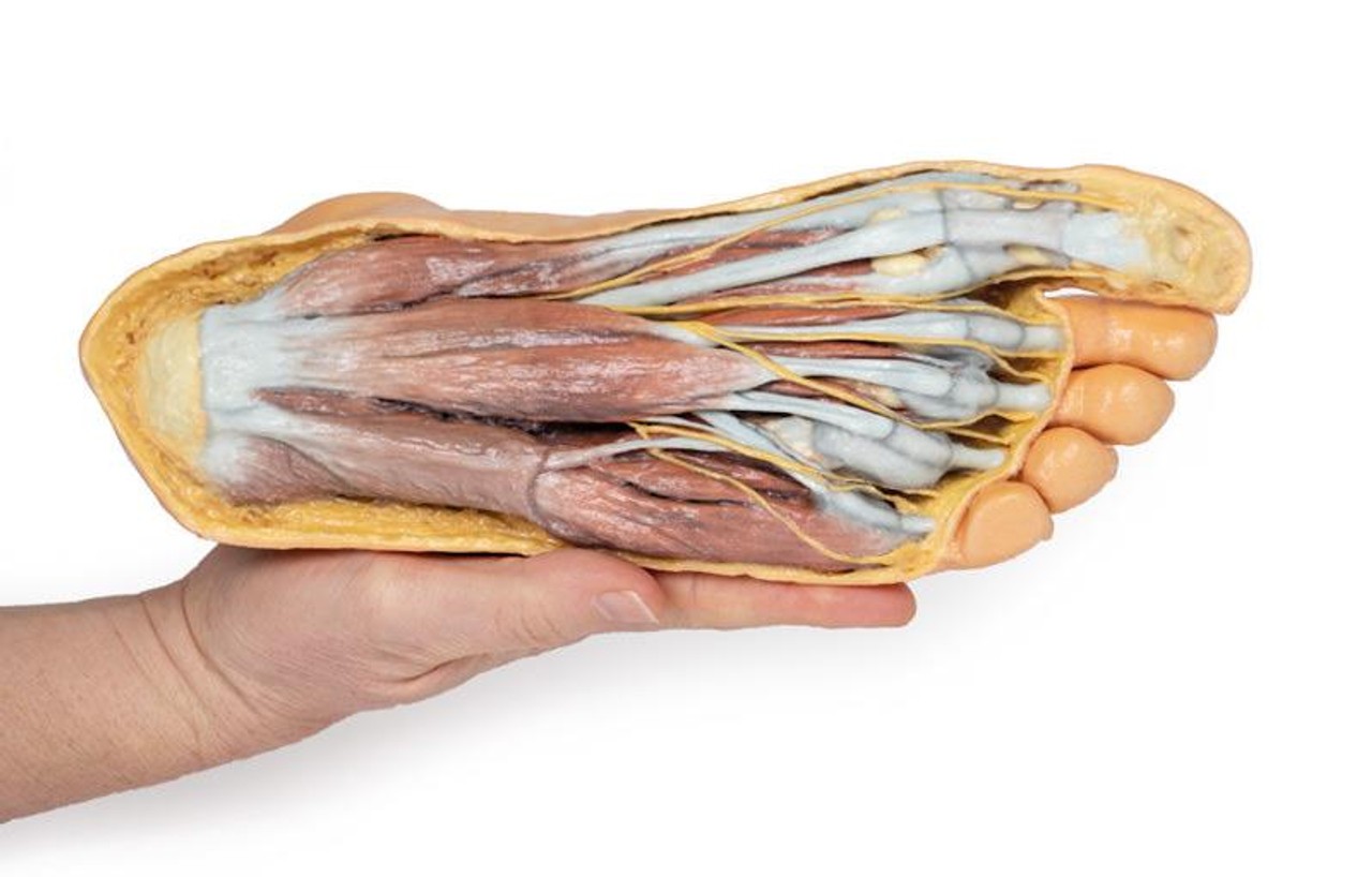 3D printed foot. Exposed muslces and nerves. In hand.