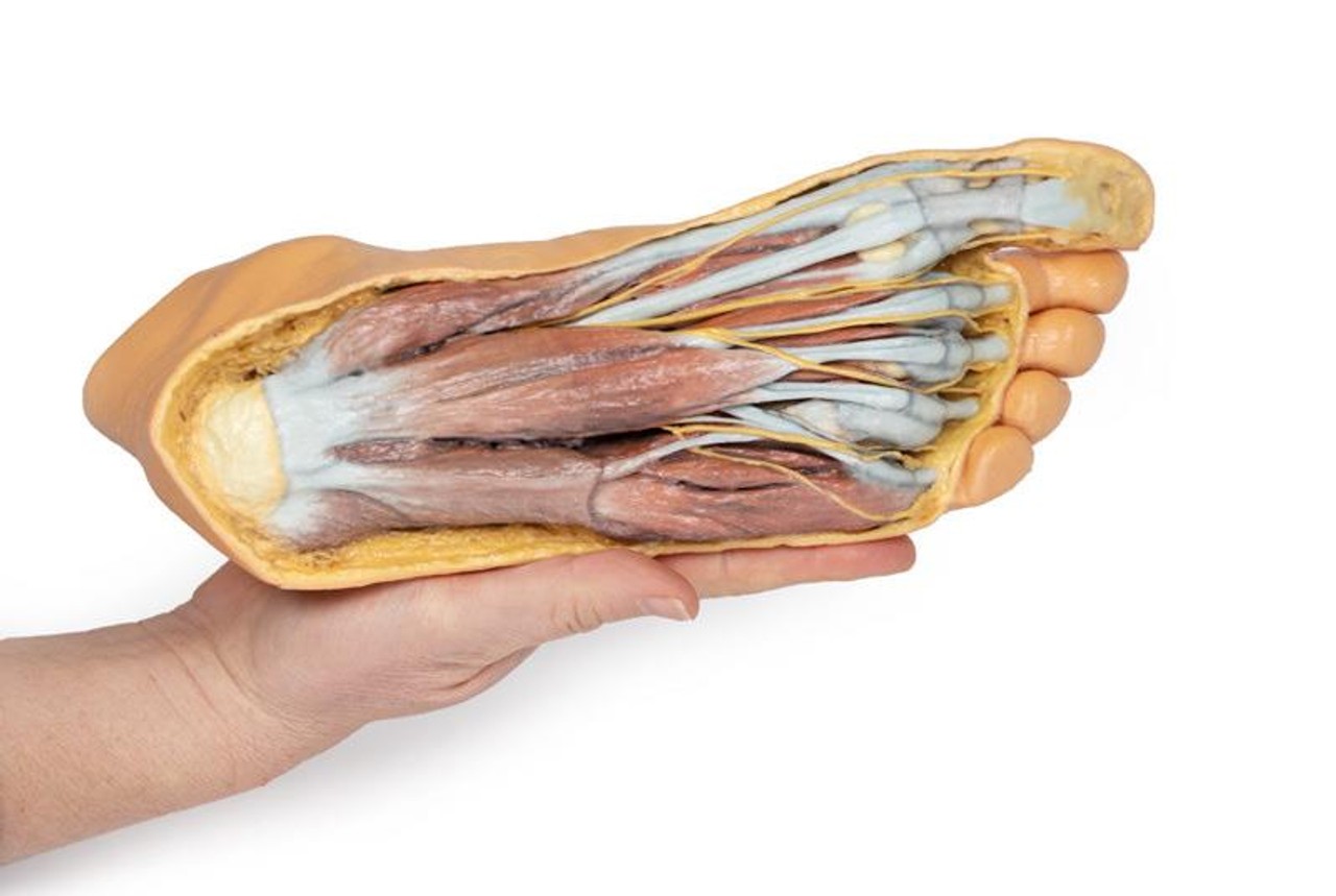 3D printed foot. Exposed muslces and nerves. In hand.